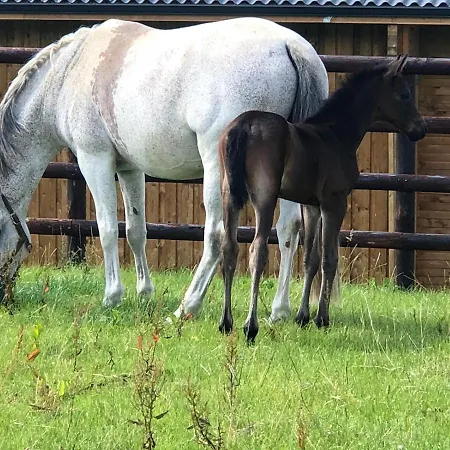 Gite Du Haras De La Vallee De 펜션 *