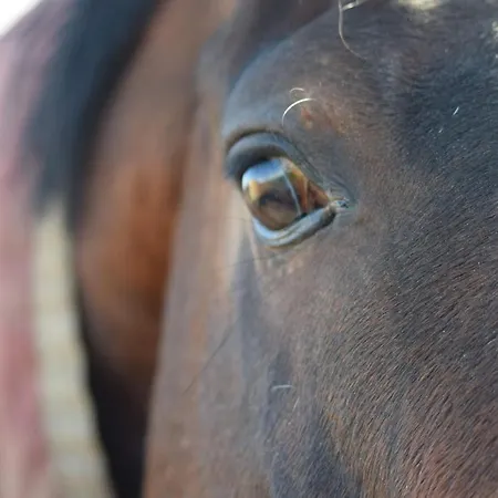 Du Haras De La Vallee De