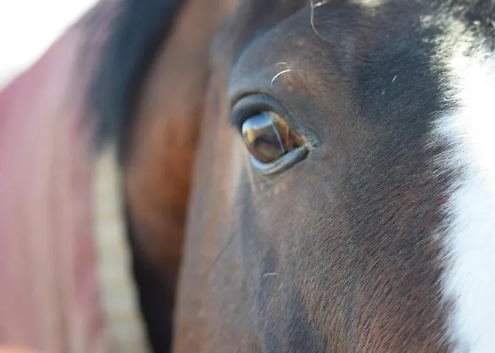 Du Haras De La Vallee De